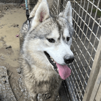 CONOR, chien à adopter