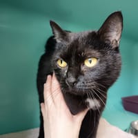 LOUPE C, chatte à adopter