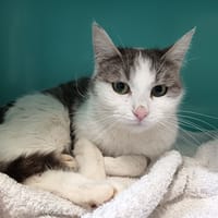 PEAU C, chatte à adopter