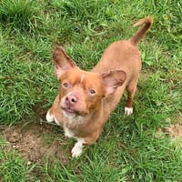 FRIPON QCN, chien à adopter