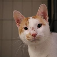 DAGONI FREDO HAB17500, chat à adopter