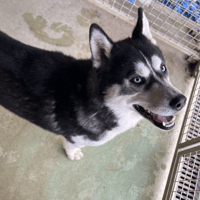 AKIRO, chien à adopter