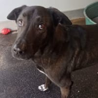 saatchi, chienne à adopter