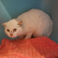 ZILYA, chatte à adopter