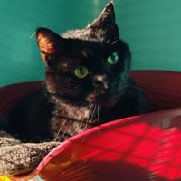 GRIBOUILLY, chat à adopter