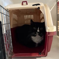 Séraphin, chat à adopter