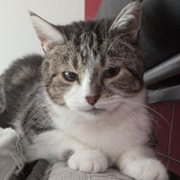 ENJOY (FR), chatte à adopter