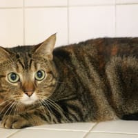 BIBICHA HAB17547, chatte à adopter