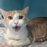 ELIOTH, chat à adopter