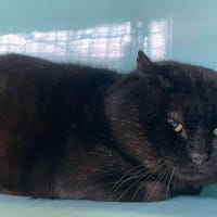 krokmou, chat à adopter