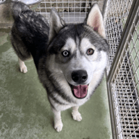 NASH, chien à adopter