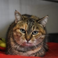 TOFU, chatte à adopter