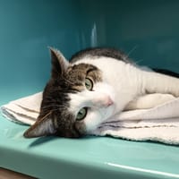 LUCIFER C, chat à adopter