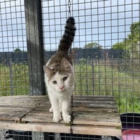 ZEBULON, chat à adopter