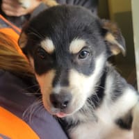 ARNOLD, chien à adopter