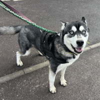 ASTRA, chienne à adopter