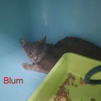 BLUM, chatte à adopter