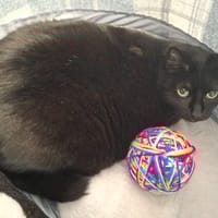 TINO, chat à adopter