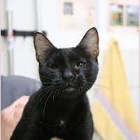 ODINA HAB17494, chatte à adopter