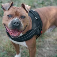 CASH, chien à adopter