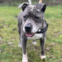 JENNA, chienne à adopter