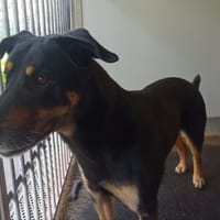 MAXOU, chien à adopter