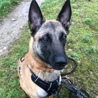 Winnie, chienne à adopter