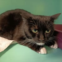 PELLE C, chatte à adopter