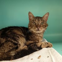 GEPETTO C, chat à adopter