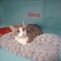 RIMA, chatte à adopter