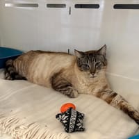 Nougat, chat à adopter