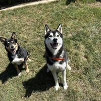 SKOLL, chien à adopter