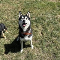 SKOLL, chien à adopter