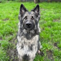 WAX, chien à adopter