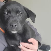 WILLY, chien à adopter