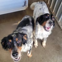 Brixou, chien à adopter