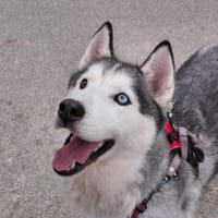 Perse, chien à adopter