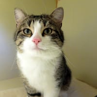 JAMES PAB28531, chat à adopter