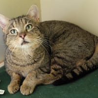 MAGNUM pab28470, chat à adopter