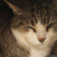 SONETTE (FR), chat à adopter