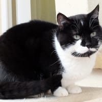 Vanille PAB28541, chatte à adopter