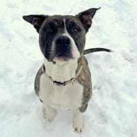 APPOLLO, chien à adopter