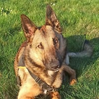 URSULLO, chien à adopter