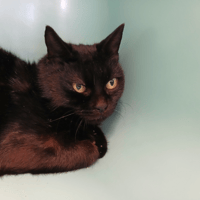 ONLYOU, chatte à adopter