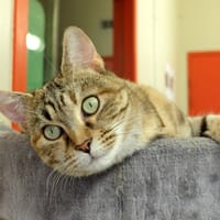 DRIDRINE PAB28273, chatte à adopter