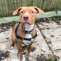 NALA PAA22552, chienne à adopter