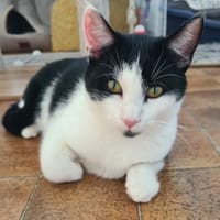 Félix, chat à adopter