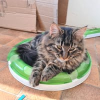 Baloo, chat à adopter