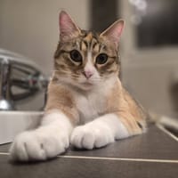 SARAH, chatte à adopter