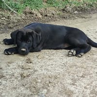 LA PANTHERE, chienne à adopter